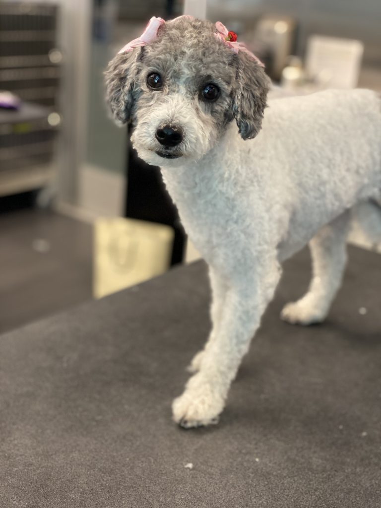 La Verne, CA Fur Town Pet Spa