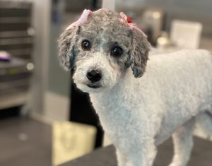 Freshly Groomed Dog, Ready for Spring